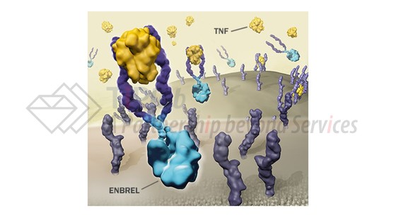 Enbrel®的作用原理，图片来源：安进