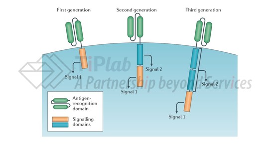 CAR-T细胞设计，图片来源： Nature reviews Clinical oncology 13(6), 2016