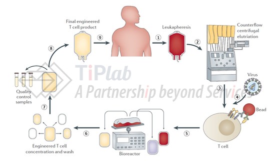 CAR-T细胞制备过程，图片来源：Nature Reviews Cancer 16(9), 2016.