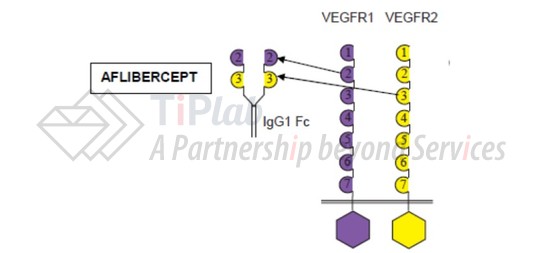 Aflibercept的结构