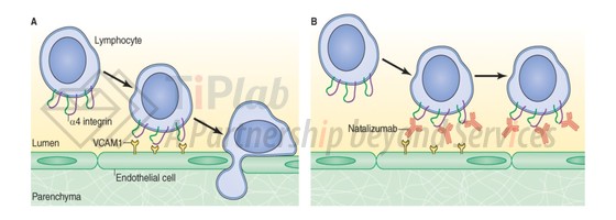 Natalizumab阻断MS中淋巴细胞的归巢，J. Cell Biol. Vol. 199 No. 3