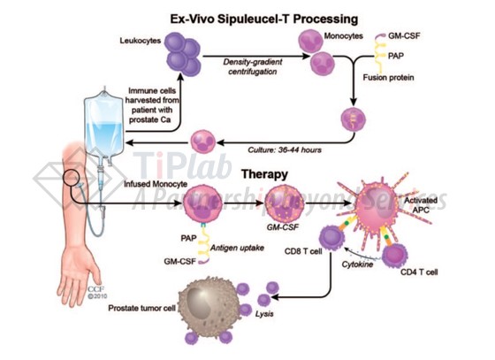 Sipuleucel-T的制备过程，参见Garcia JA. Therapeutic advances in medical oncology. 2011 Mar;3(2).