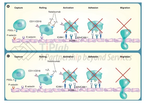 参见：McLean LP, et al. Immunotherapy. 2012 Sep;4(9).