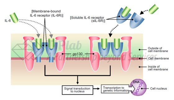 参见：https://www.chugai-pharm.co.jp/html/meeting/pdf/080522eShimizu.pdf