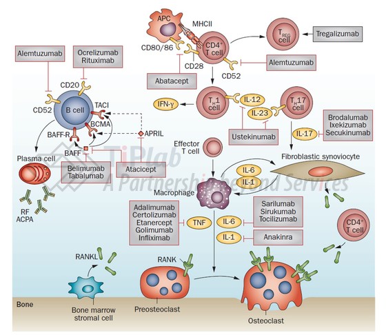 治疗风湿类疾病的生物制剂，参见：Her M, et al. Nature Reviews Gastroenterology and Hepatology. 2015 Jun;12(6).