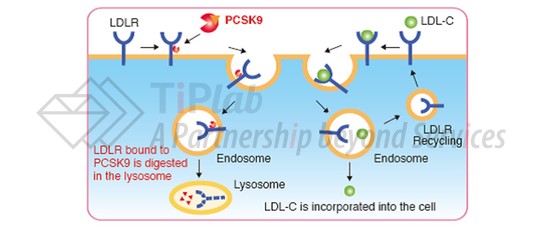 参见：https://biocsite.wordpress.com/what-is-psck9/