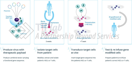 参见：https://www.bluebirdbio.com/research-development/our-science/