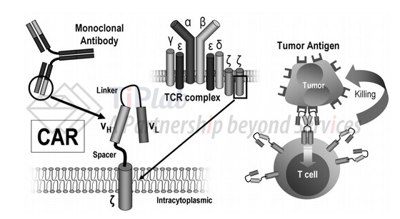 参见 Ramos CA等，Chimeric antigen receptor (CAR)-engineered lymphocytes for cancer therapy. Expert Opin Biol Ther. 2011 Jul;11(7):855-73.