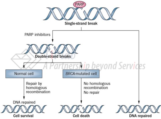 PARP抑制剂的“合成致死”机制，参见：Sonnenblick, A., et al. Nature reviews Clinical oncology, 2015, 12(1), 27.