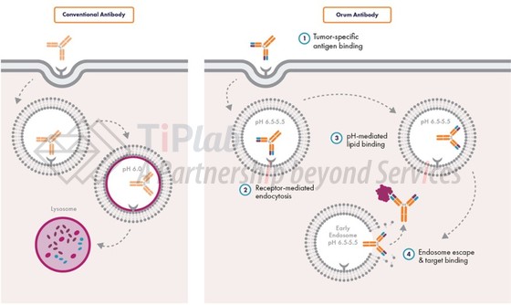 TiPLab - 致力于开发细胞穿透抗体的Orum Therapeutics