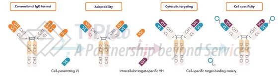 参见：Orum Therapeutics官网