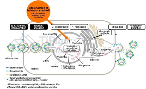 流感病毒感染细胞过程，参见：Takeshi Noshi, et al. Antiviral Research 160 (2018) 109–117.