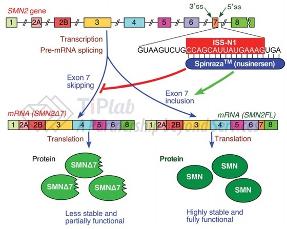 参见：Singh, Natalia N., et al. Gene therapy 24.9 (2017): 520.