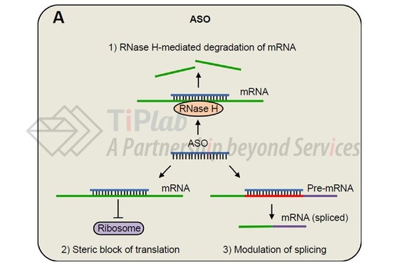 参见：Mathew, Veena, and Annabel K. Wang. Drug design, development and therapy 13 (2019): 1515.