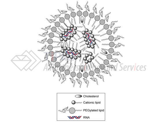 参见Zatsepin T S, Kotelevtsev Y V, Koteliansky V. Lipid nanoparticles for targeted siRNA delivery–going from bench to bedside[J]. International journal of nanomedicine, 2016, 11: 3077.