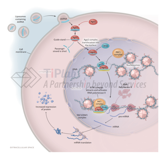 参见Levin A A. Treating disease at the RNA level with oligonucleotides[J]. New England Journal of Medicine, 2019, 380(1): 57-70.