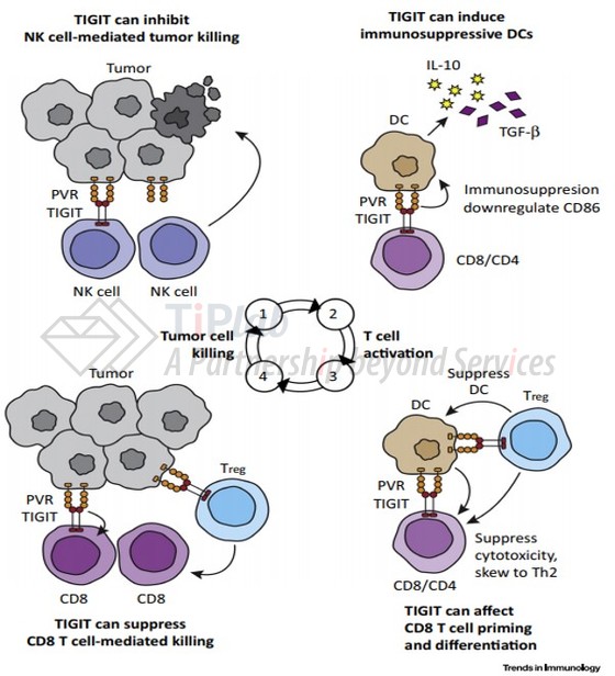 Manieri, N. A., et al (2017). Trends in Immunology, 38(1), 20–28. doi:10.1016/j.it.2016.10.002