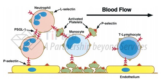 PSGL-1与P-和L-选择素结合介导的多细胞相互作用 参见：McEver R P, et al. Journal of Clinical Investigation. 1997 Aug 1; 100(3): 485–491