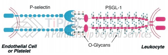 P-选择素与PSGL-1相互作用的模型 参见：McEver R P, et al. Journal of Clinical Investigation. 1997 Aug 1; 100(3): 485–491