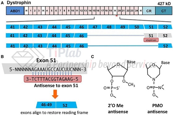 参见： Mutation-Based Therapy for Duchenne Muscular Dystrophy, doi: 10.1161/CIRCULATIONAHA.117.028382