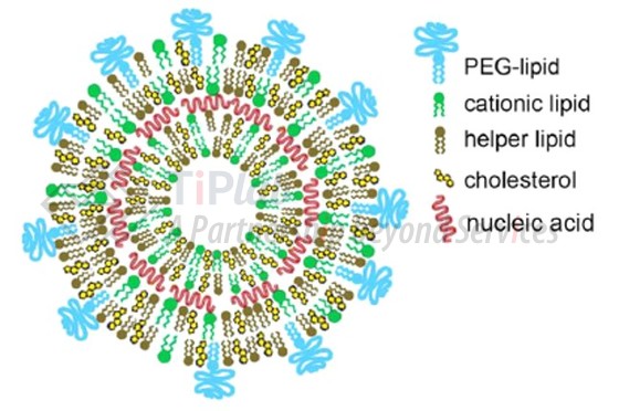 核酸插在脂质双分子层之间（参见：org/10.1021/acsnano.1c04996）