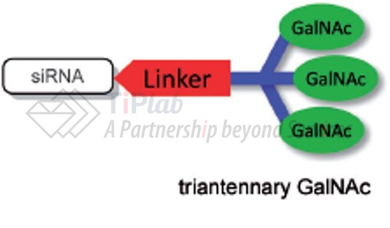 GalNAc-siRNA偶联物（参见：10.1002/cbic.201500023）