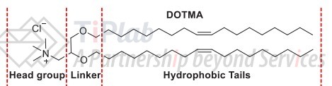 阳离子脂质DOTMA和脂质的三个重要结构区域（参见：org/10.1021/acs.chemrev.1c00244）