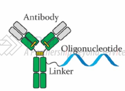 AOC示意图（DOI：10.1021/acs.bioconjchem.9b00306）