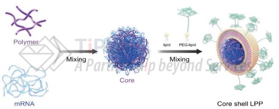 LPP制备示意图（DOI：org/10.1021/acsomega.1c01755）