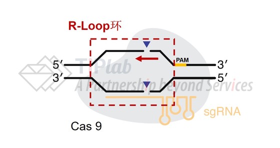 图1 CRISPR/Cas9系统的基因编辑示意图（改编自doi: 10.1038/s41587-020-0561-9）