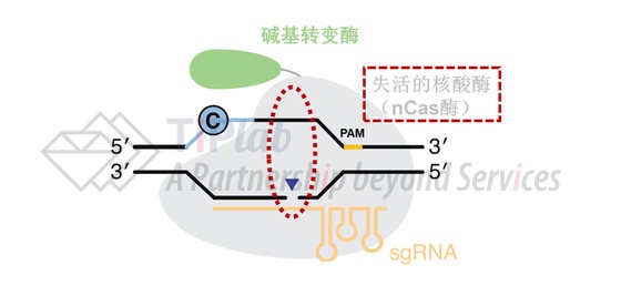 图5 使用nCas酶的碱基编辑器结构（改编自doi: 10.1038/s41587-020-0561-9）