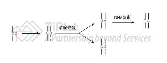 图6 错配修复途径提高碱基编辑效率的机制（改编自doi:10.1038/nature17946）