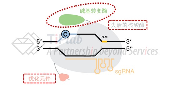 图7 含优化元件的碱基编辑器结构（改编自doi: 10.1038/s41587-020-0561-9）