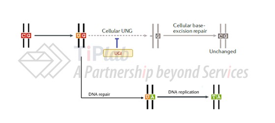 图8 含UGI的碱基编辑器的作用机制（改编自doi: 10.1038/s41576-018-0059-1）