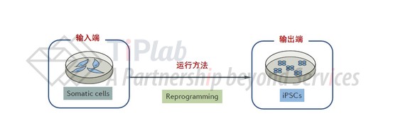 “归零重置”程序示意图（改编自DOI: 10.1038/nrd.2016.245）