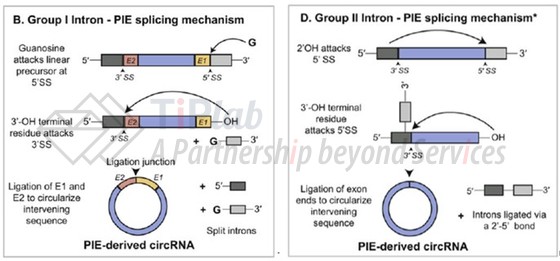 Group I intron PIE和Group II intron PIE （参见Xinjie Chen et al., Front. Bioeng. Biotechnol. 9:787881）
