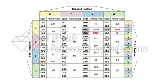 图1，密码子-氨基酸对应表（https://blog.csdn.net/casularm/article/details/2755143）