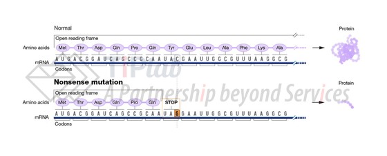 图2，无义突变（截取自https://www.genome.gov/genetics-glossary/Nonsense-Mutation）