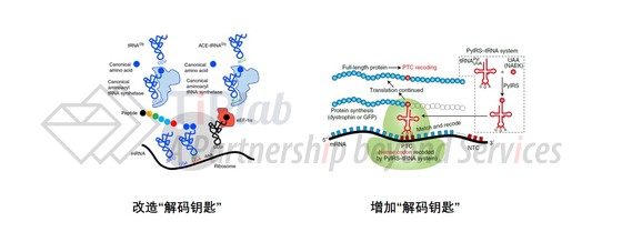 图1 工程化tRNA疗法设计思路（截取自DOI: 10.1038/s41467-019-08329-4；DOI: 10.1038/s41551-021-00774-1）