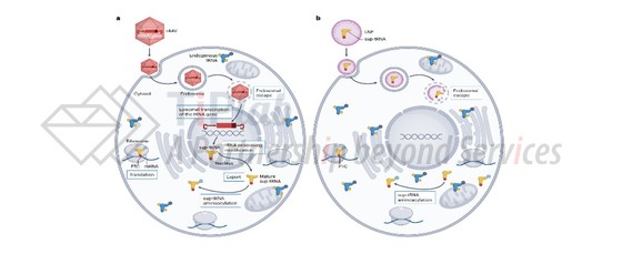 图6，AAV递送与LNP递送工程化tRNA示意图(DOI: 10.1038/s41573-023-00829-9)