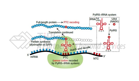 图3 PyIRS-tRNA system（DOI: 10.1038/s41551-021-00774-1）