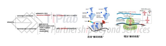 图1 tRNA疗法及工程化tRNA疗法设计思路（截取自DOI: 10.1038/s41467-019-08329-4；DOI: 10.1038/s41551-021-00774-1）