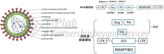 图1 逆转录病毒颗粒及其衍生的病毒载体和VLP（改编自doi: org/10.13070/mm.en.3.174）