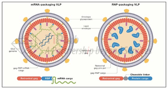 图2 VLP递送mRNA和RNP（doi: 10.1016/j.cell.2022.03.045）