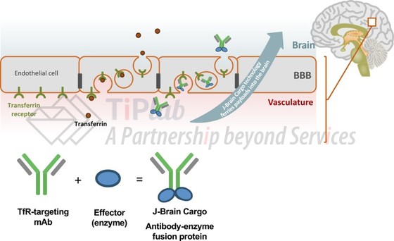 J-Brain Cargo将治疗药物穿越血脑屏障的作用机制,参见:A new avenue for CNS biotherapeutics