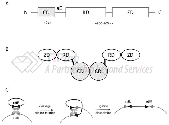 参见：PCT/EP2024/074502