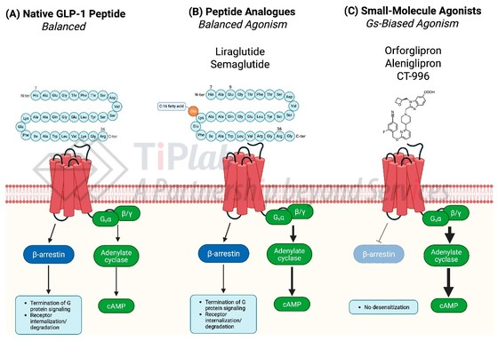 GLP-1 受体激动剂的结构分类、受体结合及信号传导结果。参见：https://doi.org/10.3390/scipharm93020026