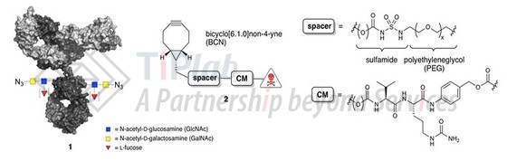 参见：doi:10.3390/antib7010012
