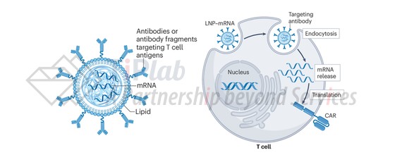 图2 LNP载体结构示意图（左）与其体内生成CAR-T细胞的机制示意图（右） （改编自doi.org/10.1038/s41577-025-01174-1））