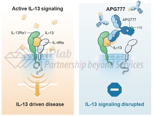 参见：Apogee Therapeutics官网